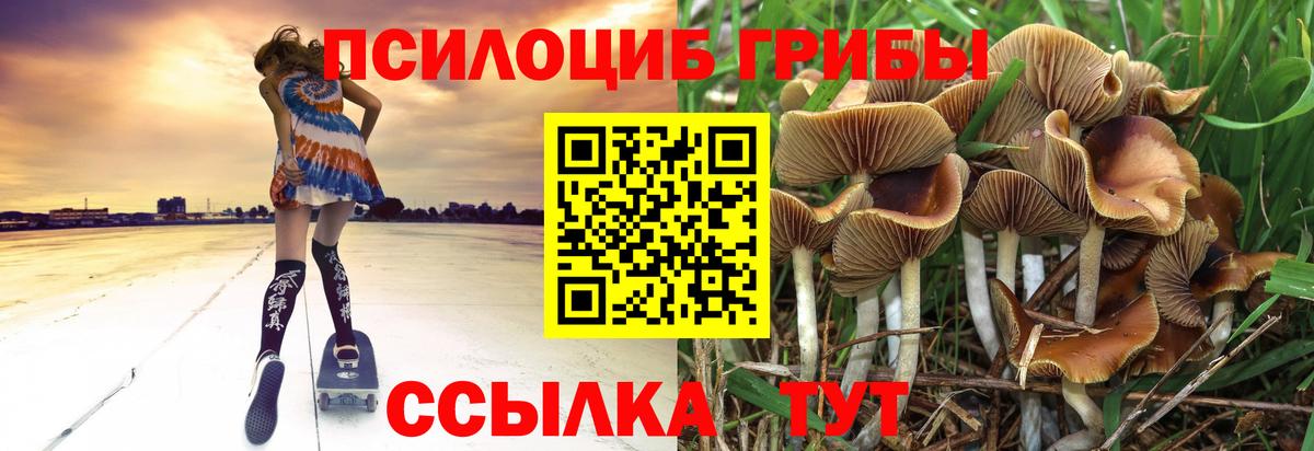 Галлюциногенные грибы Psilocybine cubensis  Галлюциногенные грибы Psilocybine cubensis  Елизово  Вход с VPN 